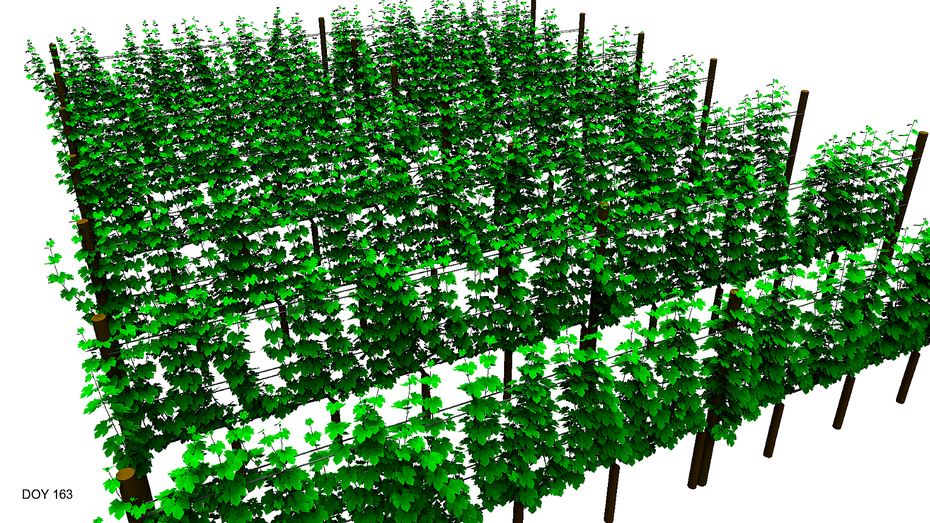 Computersimulation eines virtuellen Riesling Weinbergs (Bild: Dominik Schmidt)