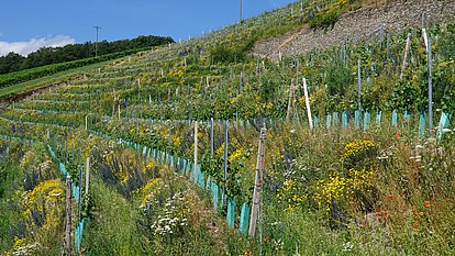 Neu angelegter querterrassierter Weinberg mit vielfältiger Pflanzengemeinschaft