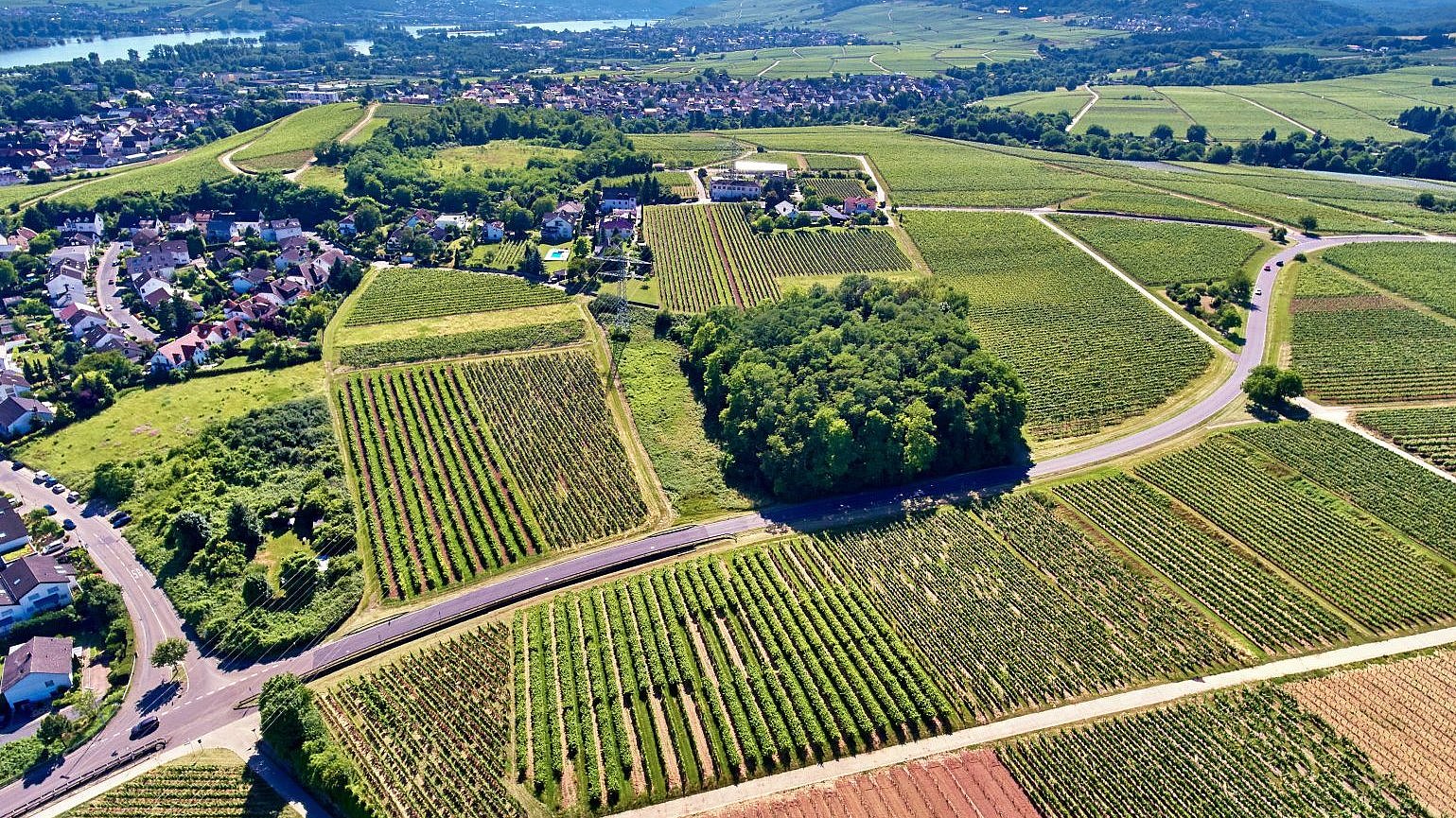 Rothenberg in Geisenheim (Bild: Winfried Schönbach).